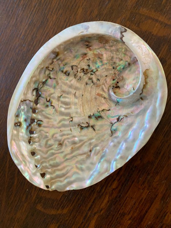 white abalone shell